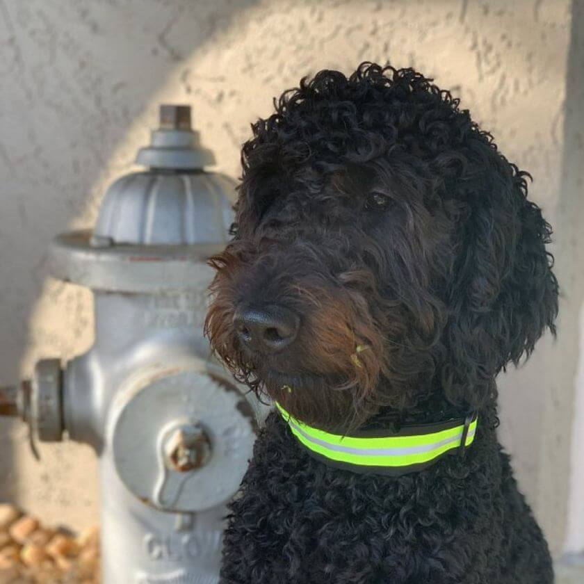 Firefighter Dog