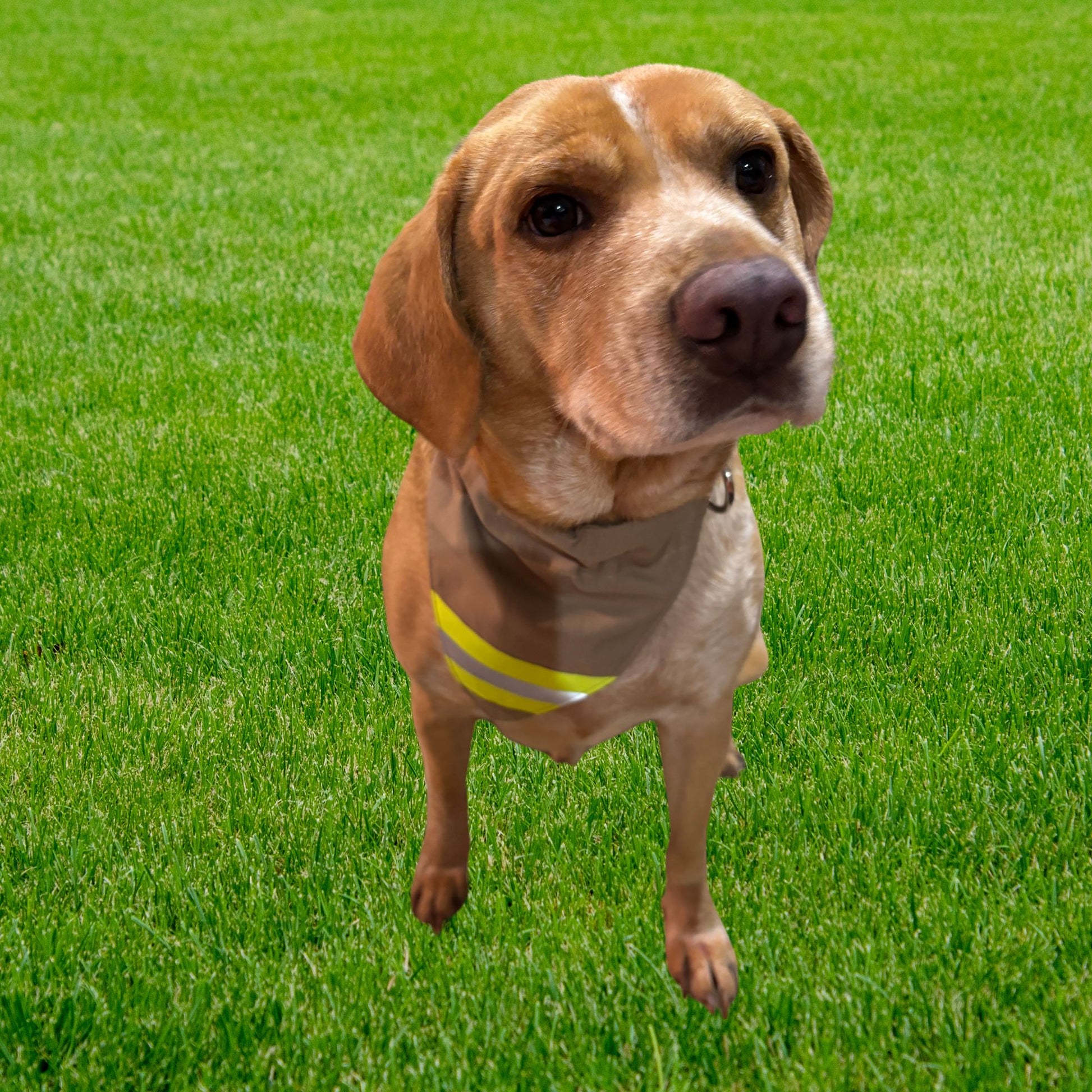 Dog wearing  a tan fabric and neon yellow reflective tape firefighter dog bandana 