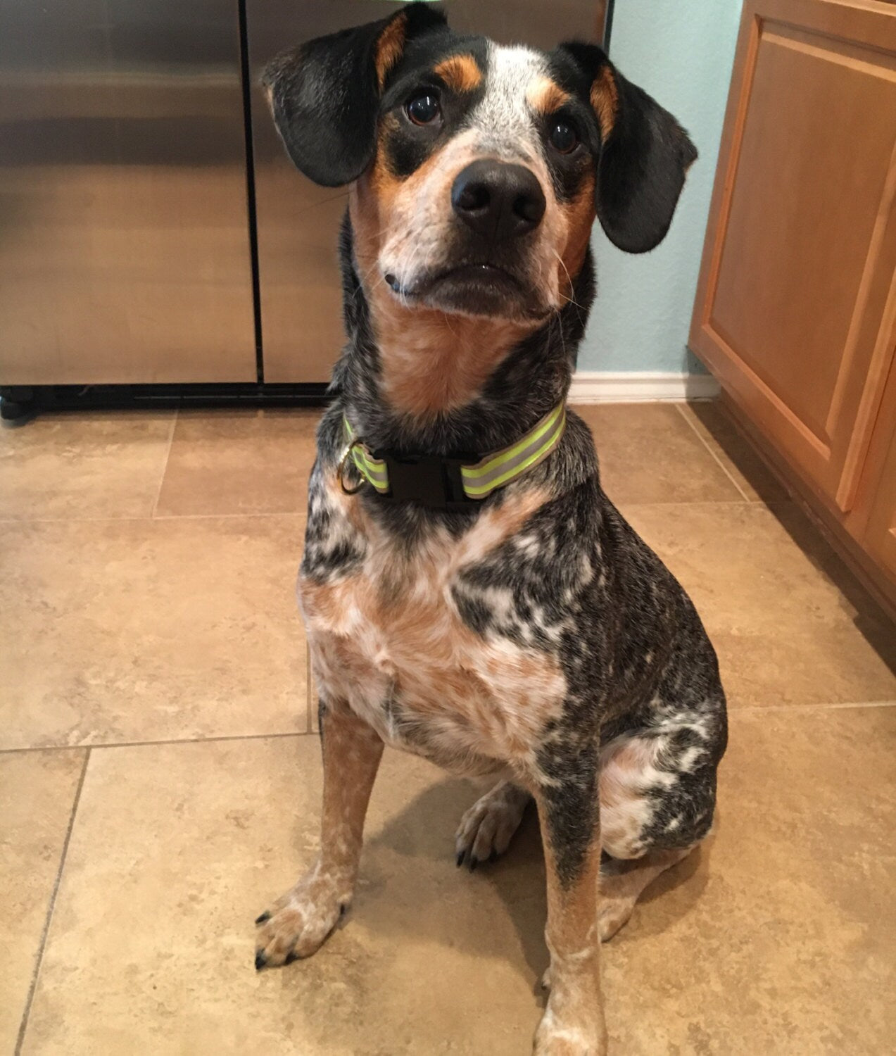 A Dog wearing Firefighter Dog Collar